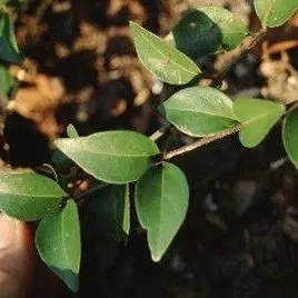 thumbnail for publication: Chiococca pinetorum Pineland Snowberry